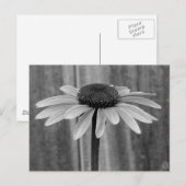 Conefloer Briefkaart (Voorkant / Achterkant)