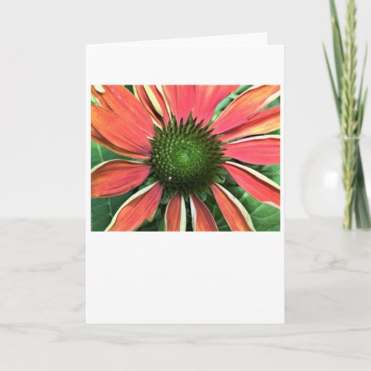 Conefloer, kaart (Voorkant)