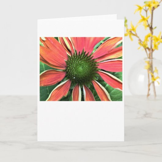 Conefloer, kaart (Gele Bloem)