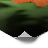 Conefloer, Poster (Hoek)