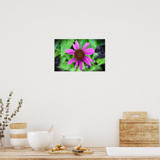 Conefloer, Poster (Keuken)