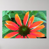 Conefloer, Poster (Voorkant)