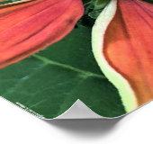 Conefloer, Poster (Hoek)