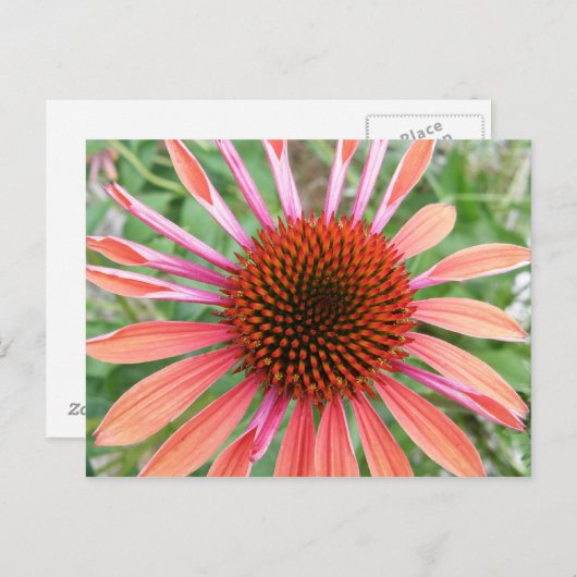 Conefloer/Rudbeckia Bloedbloemen Briefkaarten (Voorkant / Achterkant)