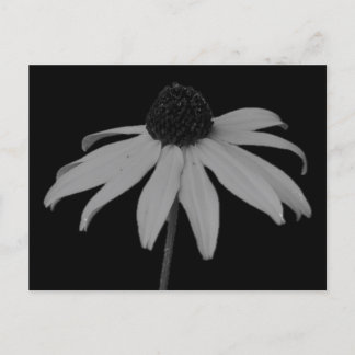 Coneflower Briefkaart