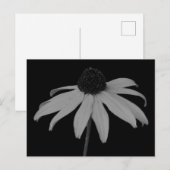 Coneflower Briefkaart (Voorkant / Achterkant)