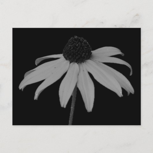 Coneflower Briefkaart (Voorkant)