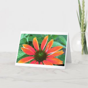 Coneflower, card kaart
