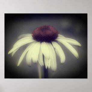 Coneflower Daisy Black and White Partial Color Poster