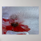 Coneflower in Ice, Poster (Voorkant)