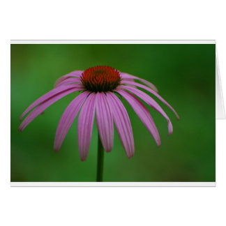 Coneflower pourpre