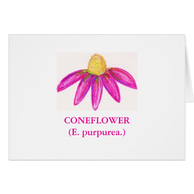 CONEFLOWER (purpurea d'E.) (Devant horizontal)