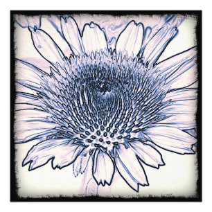 Coneflower Sketch Foto Afdruk