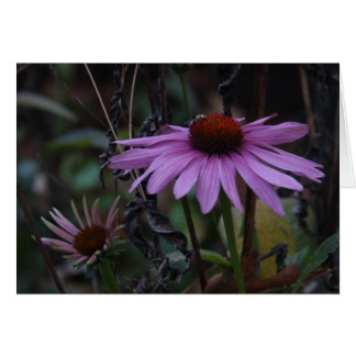 CONEFLOWERS EN AUTOMNE