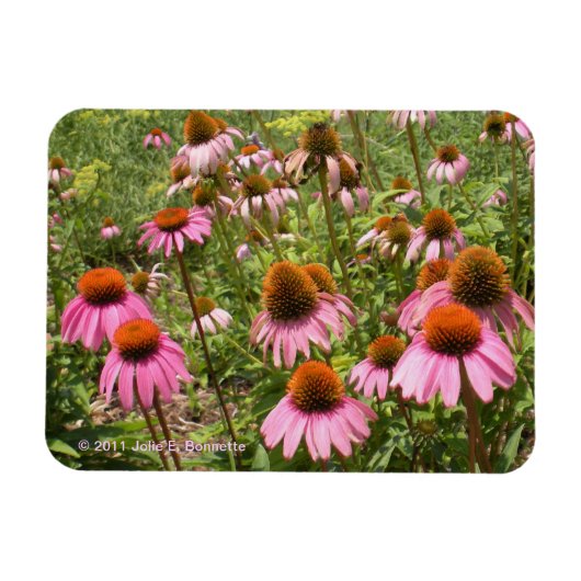 Coneflowers Flexi Magnet Magneet (Horizontaal)