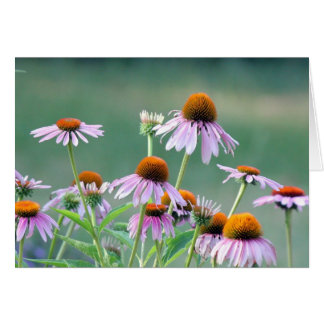 Coneflowers pourpres !
