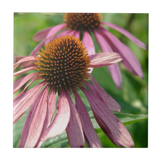 Coneflowers Tegeltje (Voorkant)