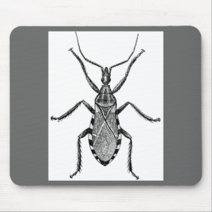 Conenose Bug - Muismat