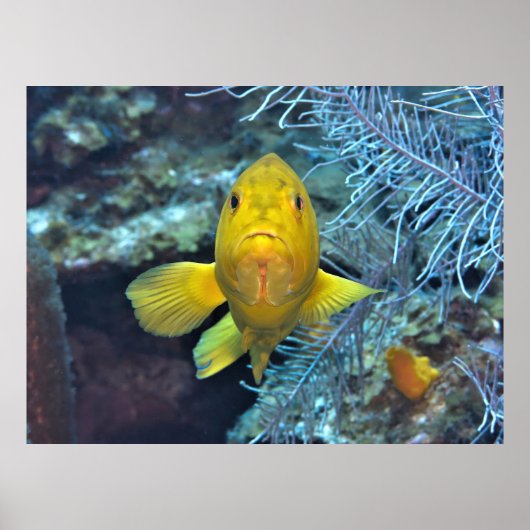 Coney in Yellow Poster (Voorkant)