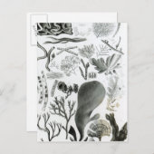 Conferra Fucus Briefkaart (Voorkant / Achterkant)