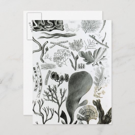 Conferra Fucus Briefkaart (Voorkant / Achterkant)