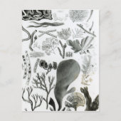 Conferra Fucus Briefkaart (Voorkant)