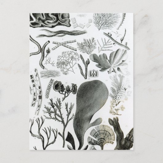 Conferra Fucus Briefkaart (Voorkant)