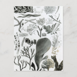 Conferra Fucus Briefkaart