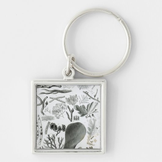 Conferra Fucus Sleutelhanger (Voorkant)
