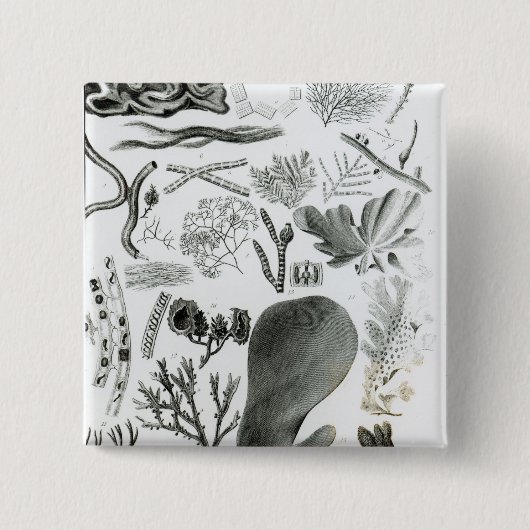 Conferra Fucus Vierkante Button 5,1 Cm (Voorkant)