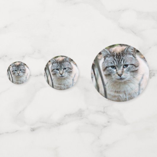 Confettis Cat (Derrière)