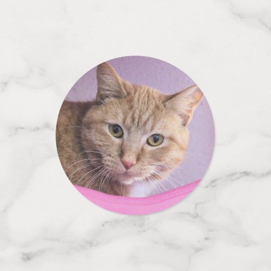 Confettis Cat (Petit recto)