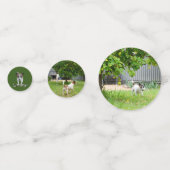 Confettis Fox Terriers, (Derrière)