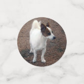 Confettis Fox Terriers, (Petit recto)
