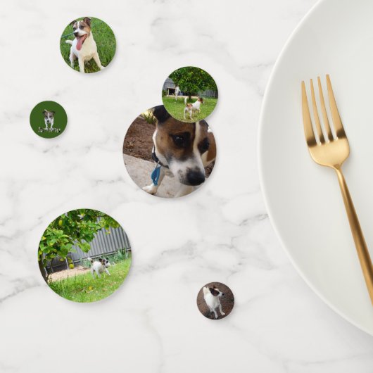 Confettis Fox Terriers, (Groupe)
