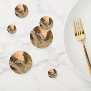 Confettis Grooming baboons