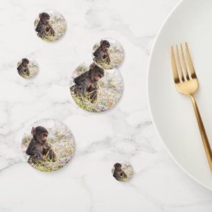 Confettis Jeune Baboon