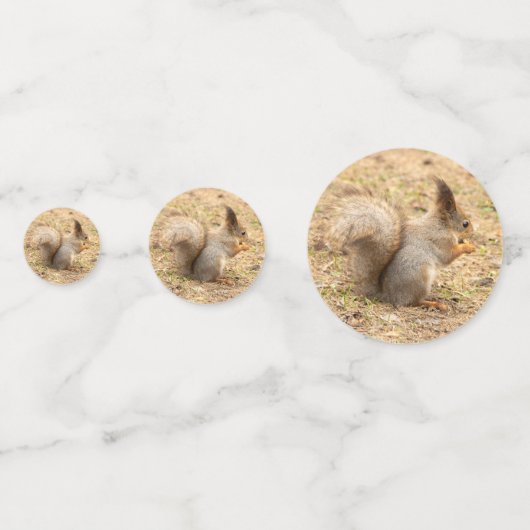 Confettis L'écureuil mignon mange une photo de noix (Devant)