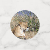 Confettis Lioness resting (Petit recto)