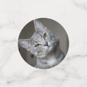 Confettis Photo de chat moderne personnalisée (Petit recto)