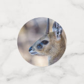Confettis Portrait Klipspringer (Petit recto)