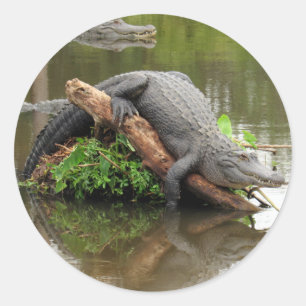Confortables Stickers Gator