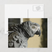 Congo-Afrikaanse grijze papegaai met gevlekte vere Briefkaart (Voorkant / Achterkant)