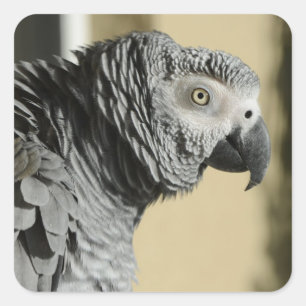 Congo-Afrikaanse grijze papegaai met gevlekte vere Vierkante Sticker