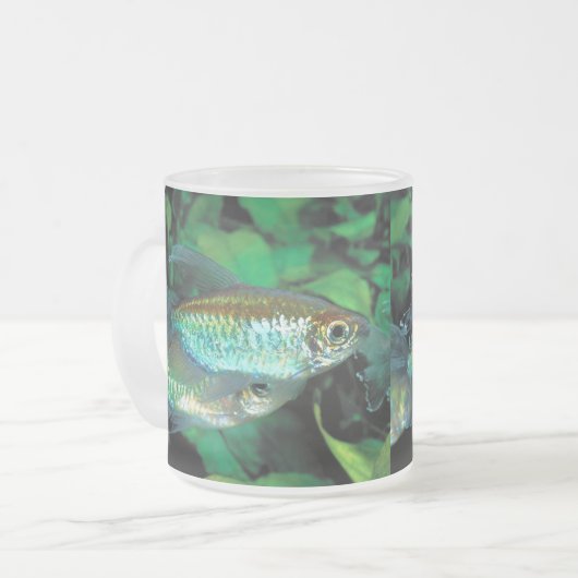 Congo tetra , Phenacogrammus interruptus Matglas Koffiemok (Voorkant links)