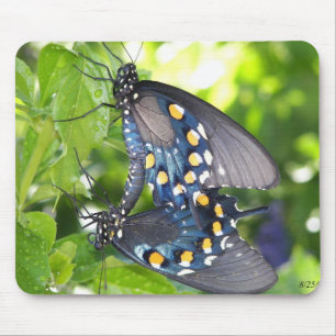 Congres Arizona Pipevine Swallowtail Butterfly Muismat