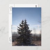 conifer briefkaart (Voorkant / Achterkant)