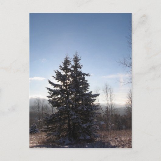 conifer briefkaart (Voorkant)