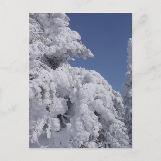 Coniferbomen met sneeuw briefkaart (Voorkant)
