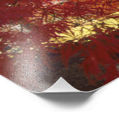 Connecticut: Darien, Japanse aple 'Acer Foto Afdruk (Hoek)